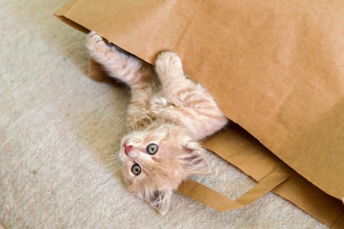 紙袋に入る猫