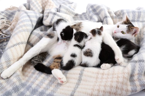 毛布の上で授乳中の母子猫