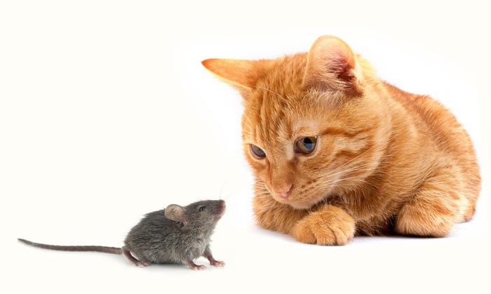 ネズミを見ている猫