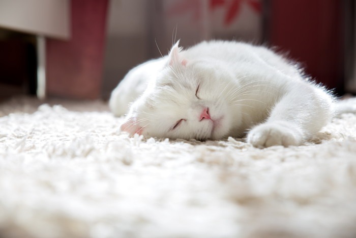 カーペットの上で眠る白猫