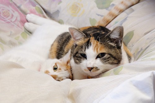 布団の上で眠る母猫と子猫