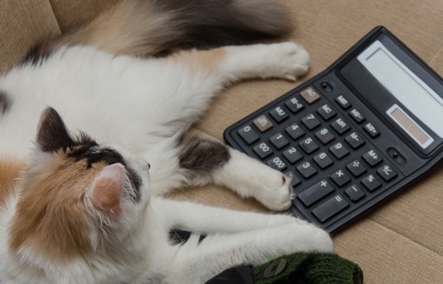 計算機と猫