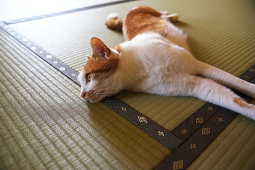 畳で寝転がる猫