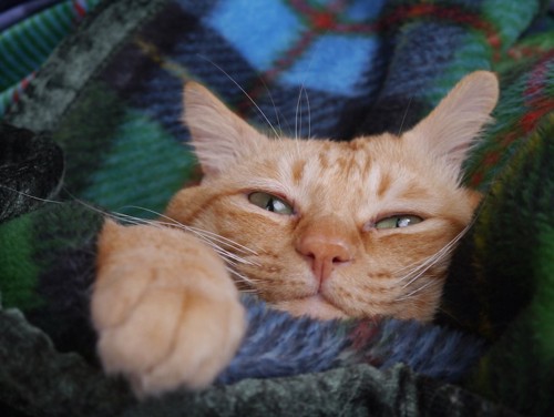 毛布に包まれてくつろぐ猫