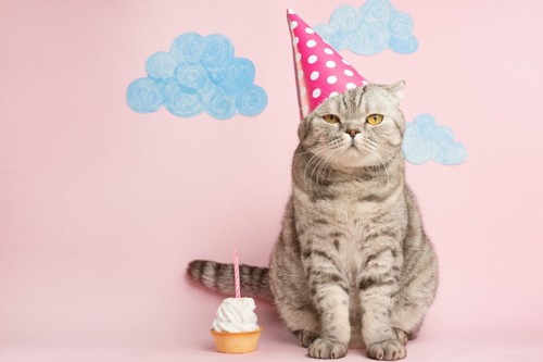 猫の誕生日