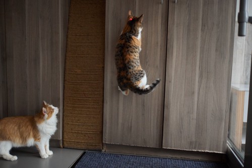 ポインターを追って壁をのぼる猫