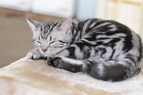 キャットタワーで眠る可愛すぎるアメショの子猫
