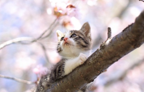 桜の木の上に登る子猫