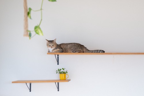 ステップの上で寝そべる猫