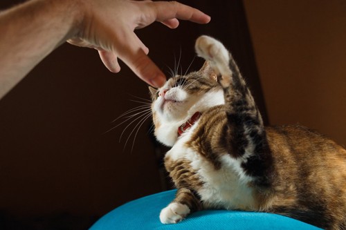 撫でようとする手を引っ掻こうとする猫