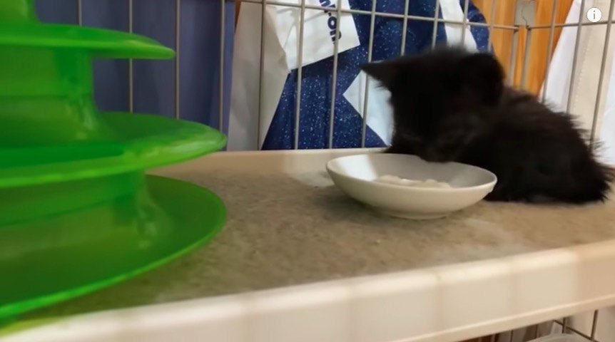 食べる黒猫