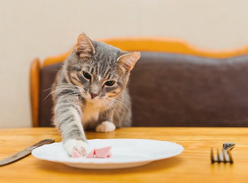 テーブルの上の食事に手を伸ばしている猫