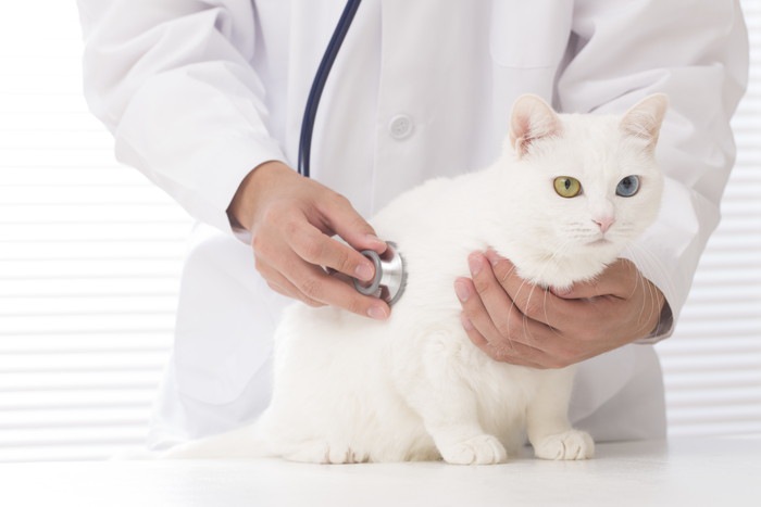 獣医と白猫