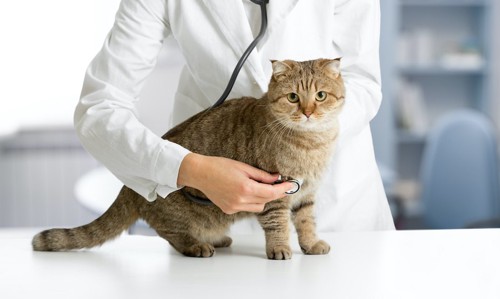 病院で聴診器を当てられる猫