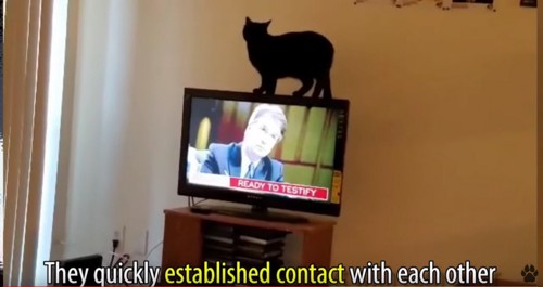 テレビの上の猫