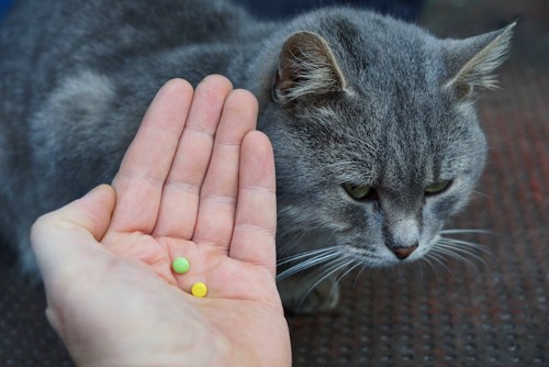 薬を持つ人の手と嫌な顔をする猫