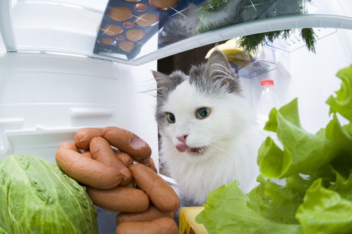 冷蔵庫の中を見る猫