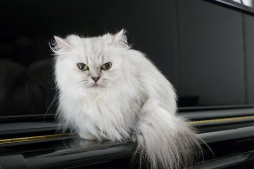 ピアノの上に乗る猫