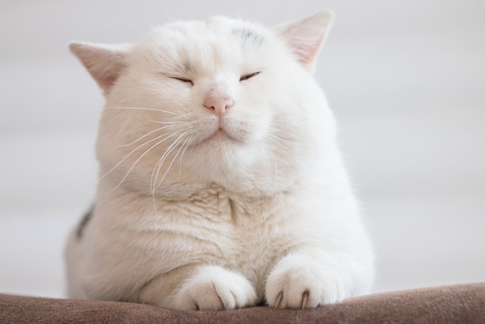 目が閉じぎみの白い猫