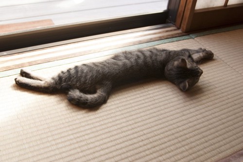 窓際で長くのびる猫
