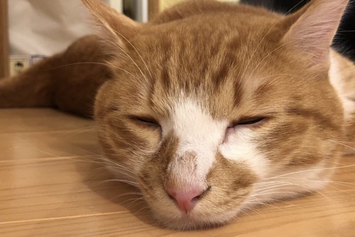 眠そうな猫の顔