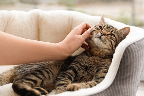 猫ベッドの中の猫を撫でる人の手