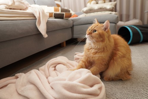 ソファの前の毛布でふみふみする猫