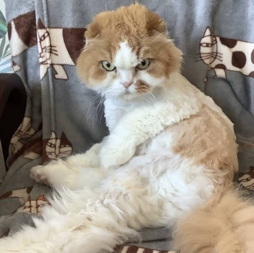 毛刈りされた猫
