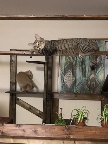 猫とキャットタワーの写真