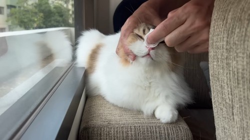 鼻を拭かれる猫