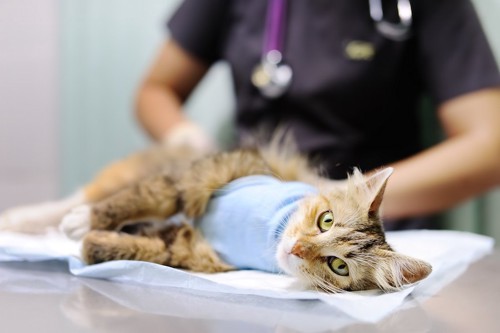 獣医師に診察されている術後服を着た猫