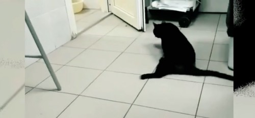 タイルの床に黒猫