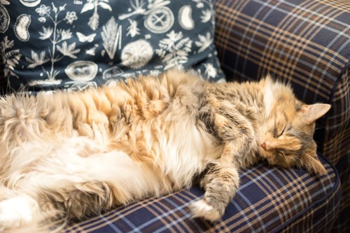 ソファーカバーの上でお腹を出して眠る猫