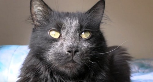 顔の中心の被毛が白くなった黒猫