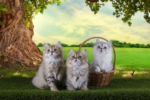 ３匹のペルシャ猫