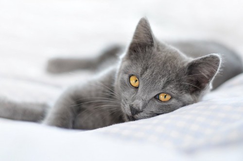 ベッドの上でくつろぐブルーの子猫