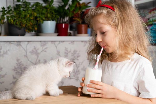 牛乳を飲む女の子と子猫