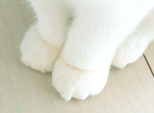クリームパンポーチ モデルの白い猫手