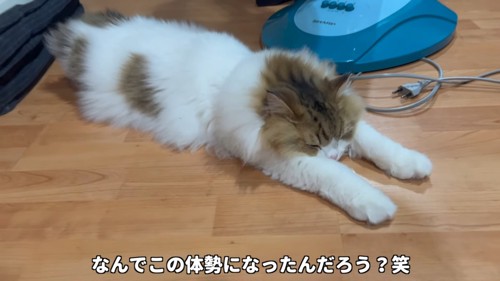 前足を伸ばして寝る猫