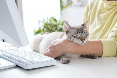 パソコン作業の邪魔をしている猫