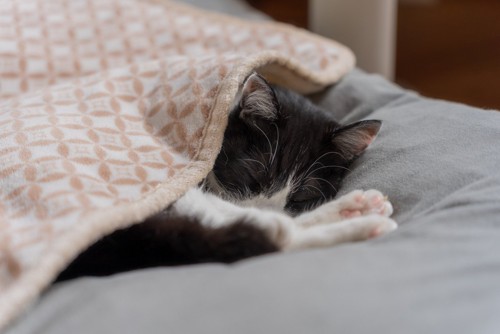 人間用の布団で眠る猫
