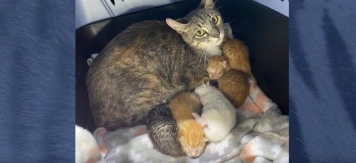 母猫と子猫が5匹