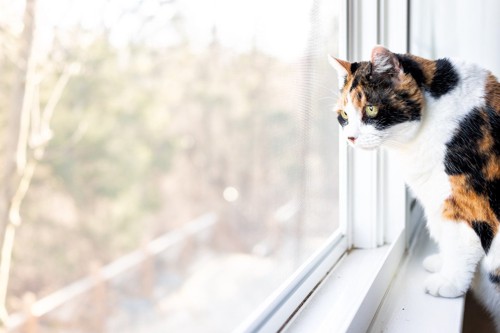 窓から外を眺めている猫