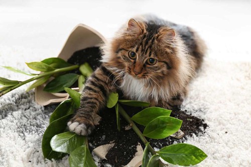 わざと鉢植えを壊す猫