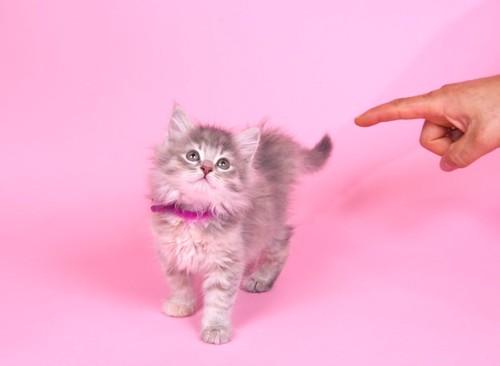 ピンクの背景と猫