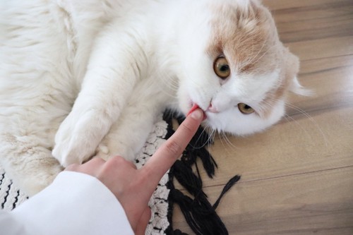 飼い主の指先を舐める猫