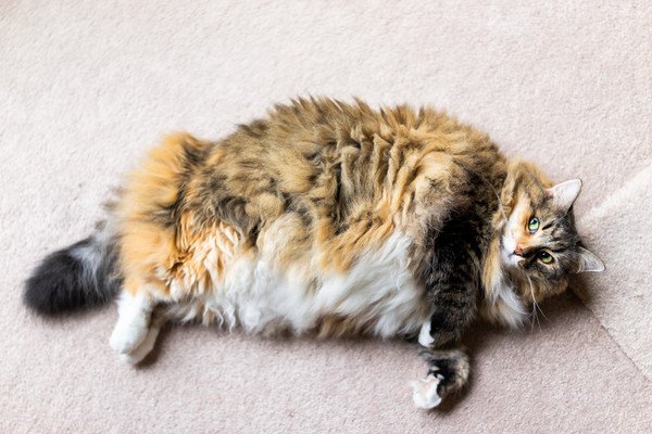 横たわる大きな猫