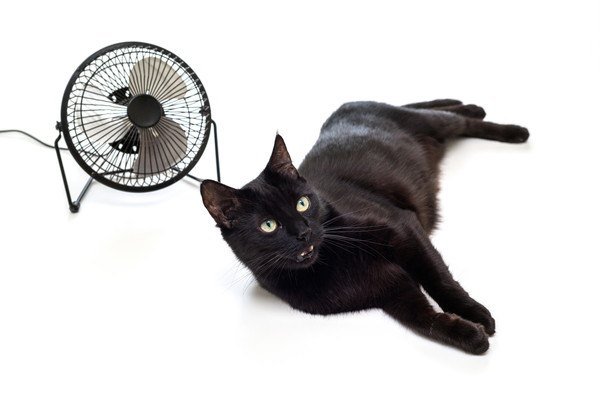 扇風機と猫