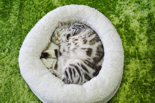 ベッドで丸まる猫