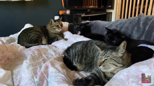 ベッドの上の猫4匹